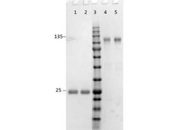 Goat F(ab')2 anti-Rabbit IgG (H+L) Secondary Antibody (Pre-adsorbed), Novus